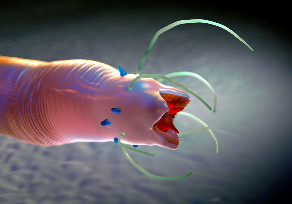 Strongyloidiasis Diagnostics - InBios International, Inc.