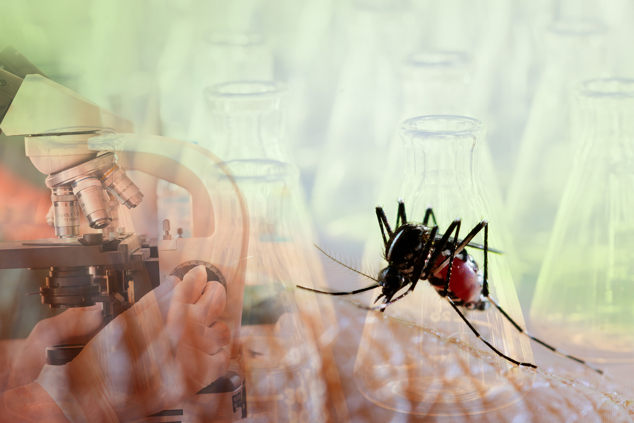 Aedes aegypti.